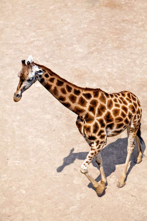 beautiful single giraffe on a sand seen from aboveの写真素材