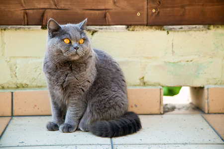 beautiful british gray cat with very orange eyesの写真素材