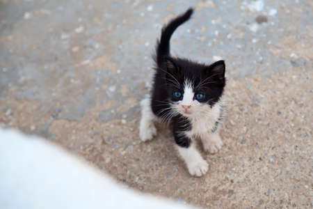 very little black and white kitten with blue eyes and cocked tailの写真素材
