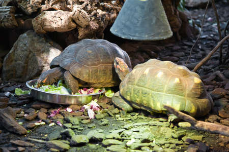 two giant turtles eating a healthy saladの写真素材