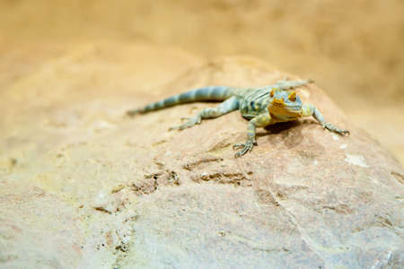 close-up little green lizard on a stoneの写真素材