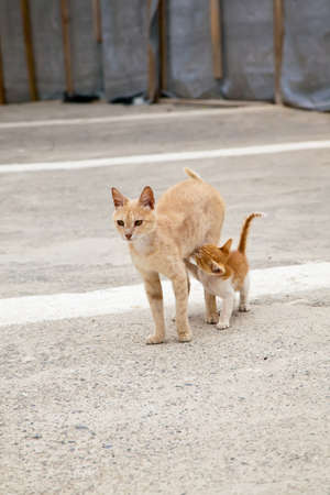 little red kitten trying to eat its mother