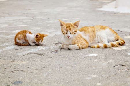 mother-cat and its sleeping little red kitten, hiding its nose in a groundの写真素材