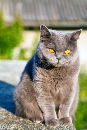 british cat with bright orange eyes sitting on the edge of parapetの写真素材