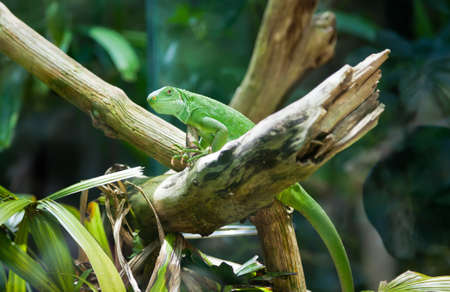 close-up small green iguana on a branchの写真素材