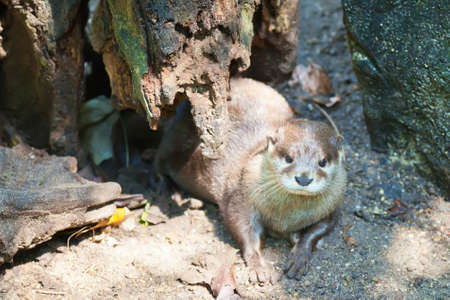 close-up otter under the treeの写真素材