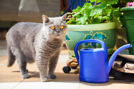 british cat standing near the blue watering-potの写真素材
