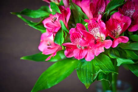 colorful bouquet of bright pink flowers of alstromeria (Peruvian Lily)の写真素材
