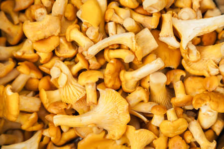 fresh peeled chanterelle mushrooms backgroundの写真素材