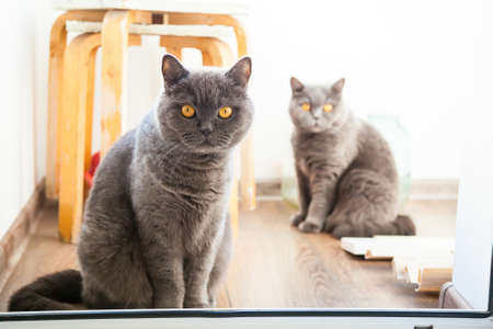 two grey british cats looking with wide opened orange eyesの写真素材