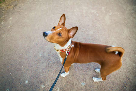young basenji dog with a lead outsideの写真素材
