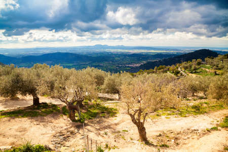 old olive grove near Alaro in Majorca, Spainの写真素材