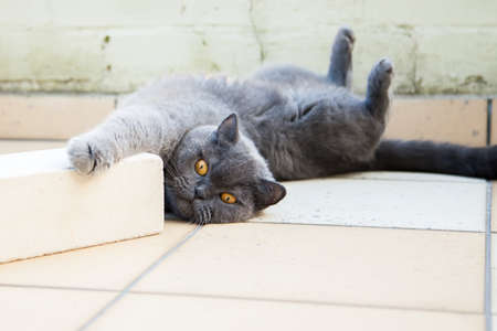 funny grey british cat lying on a floor with paws upの写真素材