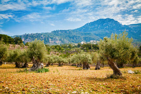 old olive trees valley with red clay soil and mountains on a background, Mallorca, Spainの写真素材