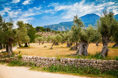 beautiful valley with old olive trees in Mallorca, Spain