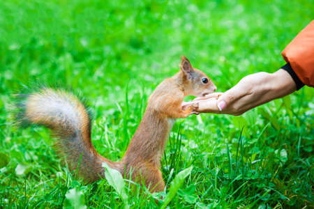 squirrel eating nuts from woman handの写真素材