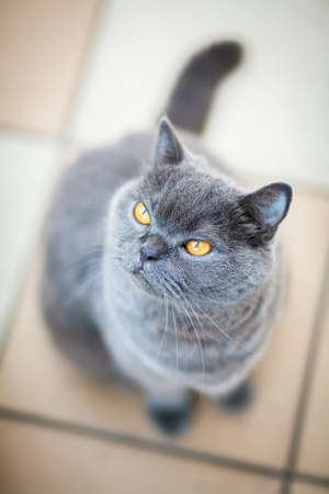 gray british shorthair cat looking upの写真素材