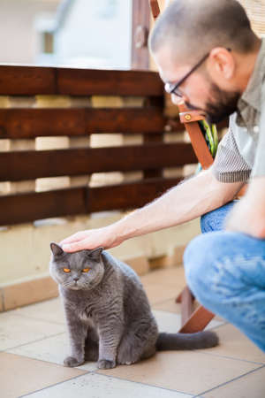 man stroking gray british shorthair catの写真素材
