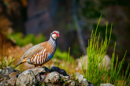 the red-legged partridge - a rotund bird, with a light brown back, grey breast and buff belly. It has rufous-streaked flanks and red legsの写真素材