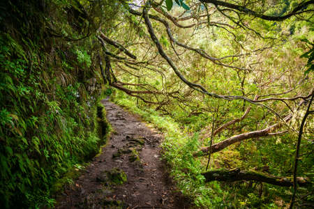 footpath in the shade of trees - levada Caldeirao Verde, Madeira, Portugalの写真素材