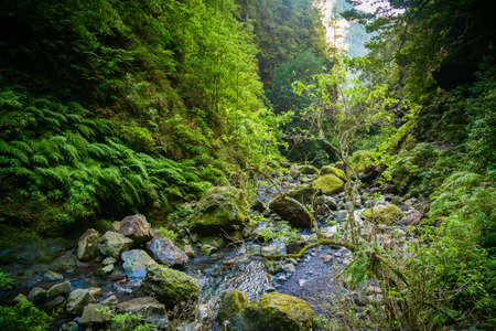 landscape with a small brook and green trees at the end of levada Caldeirao Verde, Madeira, Portugalの写真素材
