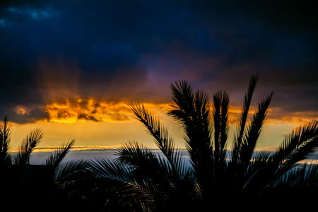 dramatic sunset in Tenerife with storm clouds and branches of palm treesの写真素材