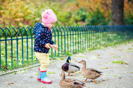 little girl feeding ducks bread in the autumn parkの写真素材