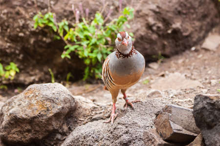 the Canarian red-legged partridge - a rotund bird, with a light brown back, grey breast and buff bellyの写真素材