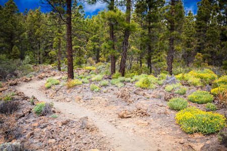 footpath in the mountain forest in "Paisaje Lunar" route, Tenerife, Spain footpath in the mountain forest in "Paisaje Lunar" route, Tenerife, Spain