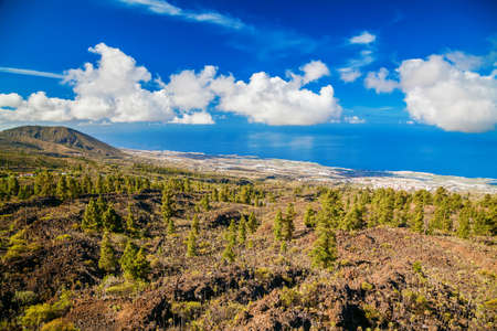 aerial view of the pine forests on the western slopes of Teide volcano, Tenerife, Canary islands