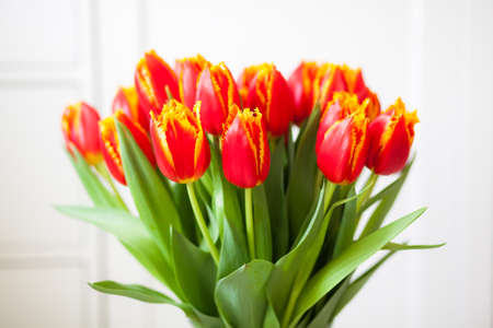 bunch of red with orange Joint Division tulips on a white backgroundの写真素材