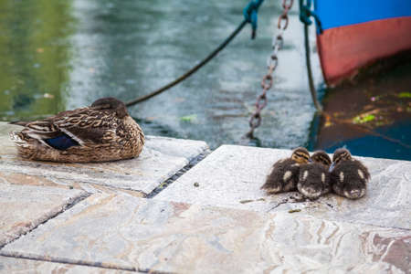 three small mallard ducklings huddling together and their mother duckの写真素材