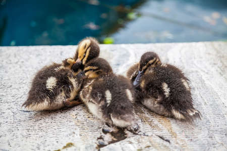 three small mallard ducklings huddling together under the rainの写真素材