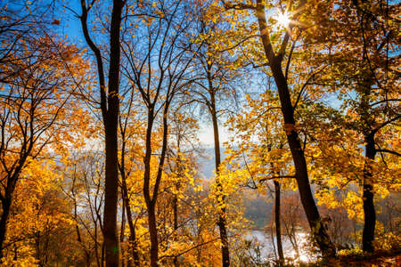 golden trees and a shining sun in Verkiai regional park in autumn, Vilnius, Lithuania