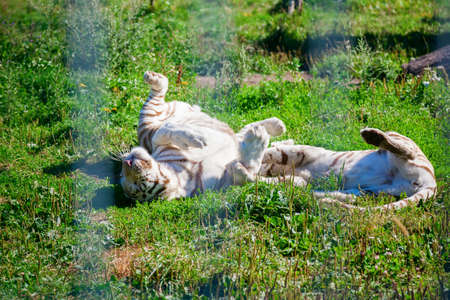 two young white tigers playing with each other lying on a grass in the zoo