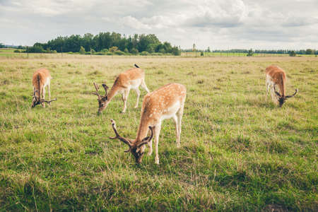 fallow deers eating grass in the fieldの写真素材