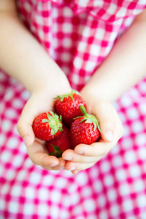 Close-up little girl's hands holding several organic juicy strawberries の写真素材