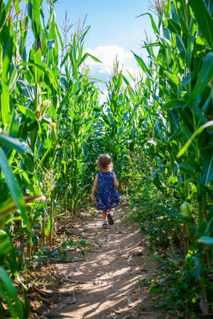 Little baby girl running away in the corn field among high plantsの写真素材