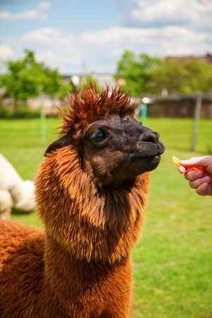 Brown alpaca eating carrot from man's hand