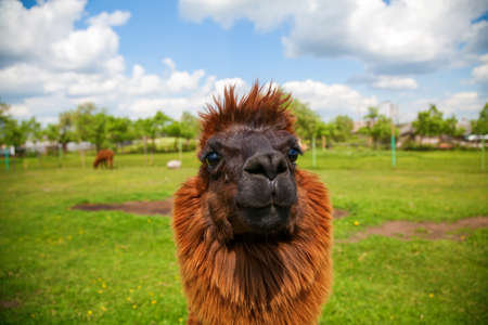 Portrait of the funny cute brown alpaca on a fieldの写真素材