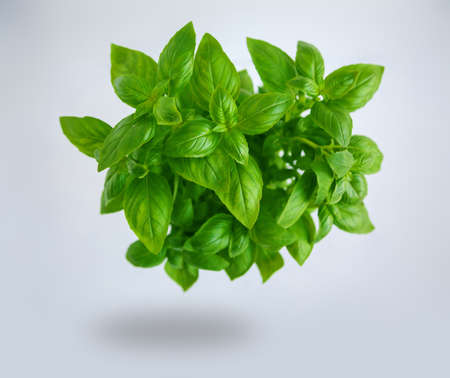 Flying fresh green basil leaves on a grey backgroundの写真素材