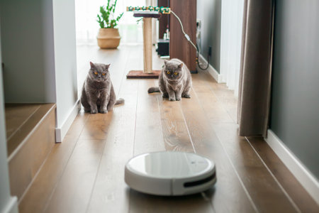 Two gray british cats watching the work of the robot vacuum cleanerの写真素材