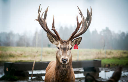 Beautiful young noble male deer with big hornsのeditorial素材