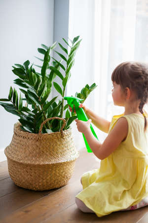 Little girl in yellow dress spraying the plant zamioculcas with a sprayerの写真素材