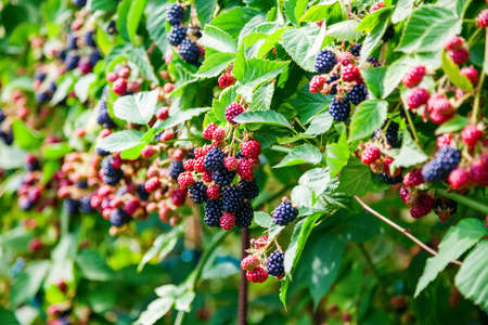 Fresh ripe and unripe organic blackberries growing on the bushの写真素材