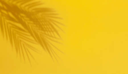 Palm leaf shadow on yellow background. Abstract light background of shadows palm leaf with...