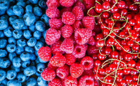 Close-up various fresh summer berries background - Raspberry, Blueberry and Red currantの写真素材
