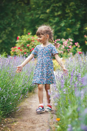 Cute little girl walking among blooming lavender flowers in the summer garden