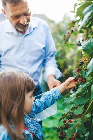 Senior man and his little granddaughter picking a ripe blackberry from a blackberry bush in the garden. Blackberry harvest.の写真素材