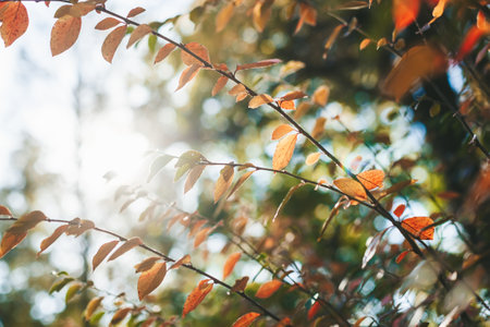 Sunny autumn nature background with orange leaves on a bushの写真素材